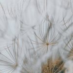 CFHL - dandelion