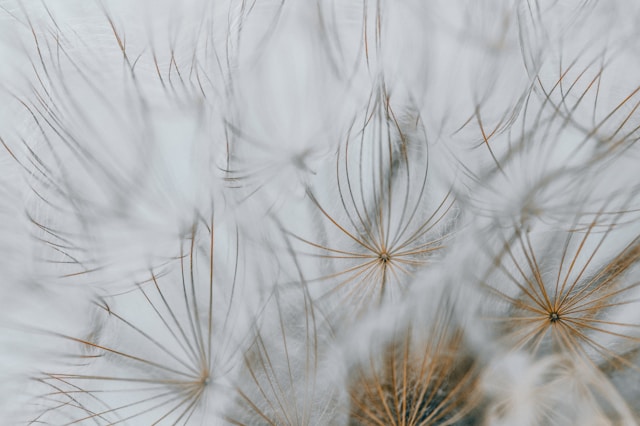 CFHL - dandelion