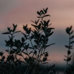 CFHL sunset plants silhouette
