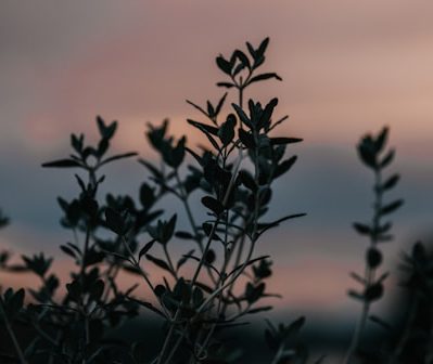 CFHL sunset plants silhouette