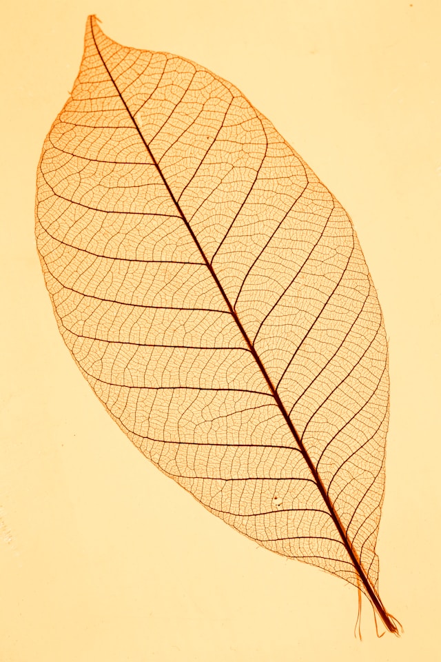 CFHL leaf skeleton